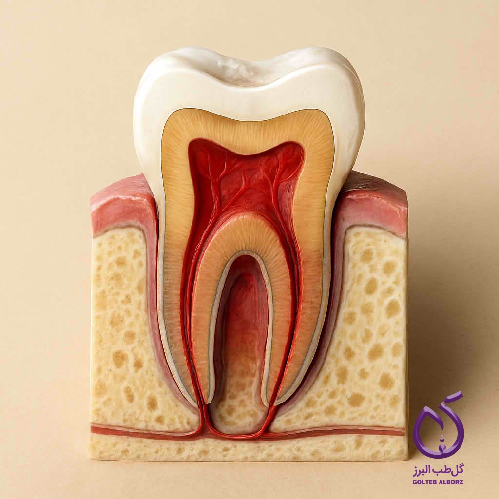 یک دندان سالم و نمائی از ریشه و پالپ سالم آن